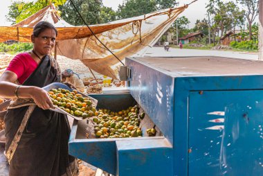 Chikkanayakanahalli, Karnataka, Hindistan - 3 Kasım 2013: Kadın yeşil ve sarı meyvelerden betel fındıkları çıkarmak için mavi makineyi besliyor. Yeşil yapraklar, bej muşamba ve yol arkada..