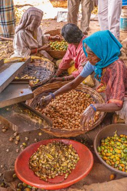 Chikkanayakanahalli, Karnataka, Hindistan - 3 Kasım 2013: 3 kadın betel fındığı ve meyveleri sepetlerde boyutlarına ve kalitesine göre sınıflandırır. Dağınık manzara.
