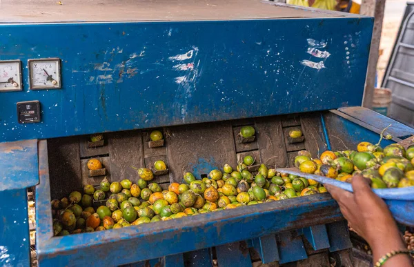 Chikkanayakanahalli Karnataka Indien November 2013 Närbild Driften Utfodring Betelfrukter Till — Stockfoto