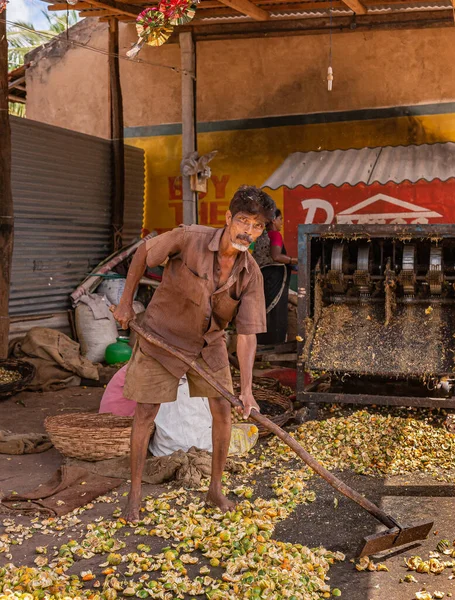Chikkanayakanahalli Karnataka Indien November 2013 Man Städar Manuellt Upp Betelfruktavfall — Stockfoto