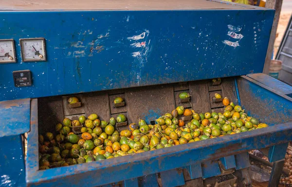 Chikkanayakanahalli Karnataka Hindistan Kasım 2013 Fındık Çıkarmak Için Betel Meyvelerinin — Stok fotoğraf