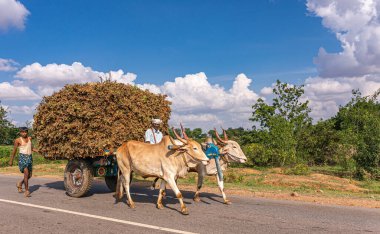 Alur, Karnataka, Hindistan - 3 Kasım 2013: İki çiftçinin yük arabasıyla mavi bulutların altında iki öküzün çektiği yol boyunca tarım alanı. Çevrede yeşil yapraklar.