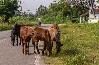 Hampi, Karnataka, Hindistan - 4 Kasım 2013: Motosikletli ve 5 atlı sınırdan otları yemek için yol boyunca yalnız bırakıldı. Ayaklarından ikisi iplerle bağlanmış. Yeşil tarım geçmişi.