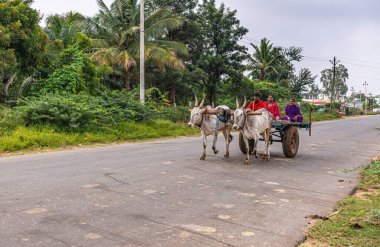 Hampi, Karnataka, Hindistan - 4 Kasım 2013: Yol boyunca, 3 kişi taşıyan 2 beyaz öküz arabası: 1 erkek sürücü ve 2 kadın, kıyafetleri renk katıyor. Sınır boyunca yeşil bitki örtüsü.