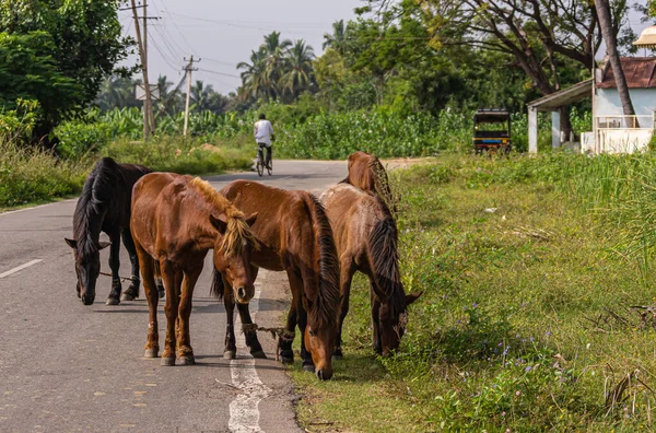 Hampi Karnataka Inde Novembre 2013 Vélo Chevaux Laissés Seuls Long — Photo