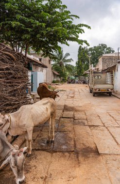 Kaddirampura, Karnataka, Hindistan - 4 Kasım 2013: Köyün caddesine bakın, arkasında beyaz ve kahverengi inekler, bir kamyonet ve bir traktör var. Yeşil yapraklar ve bir yığın yakacak odun..