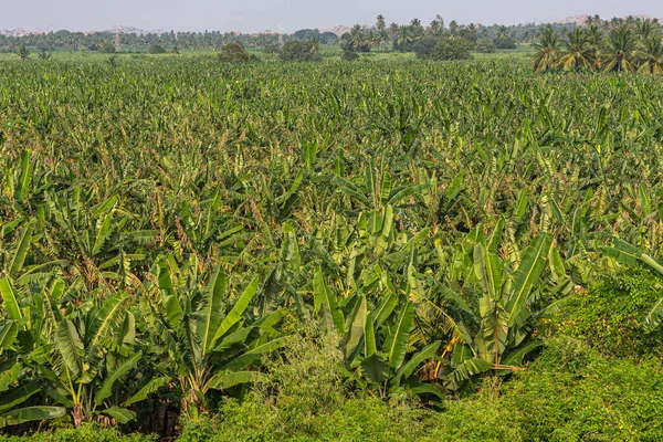 Hmpi Karnataka India November 2013 Closeup Rich Green Banana Plantation — стокове фото