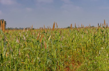 Halagere, Karnataka, Hindistan - 6 Kasım 2013: Açık mavi bulutlara karşı sarkık kahverengi saplı yeşil parmak darı tarlası.