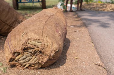 Halagere, Karnataka, Hindistan - 6 Kasım 2013: Asfalt yol boyunca uzanan darı tohumlarıyla dolu büyük kahverengi jüt çantasının kapatılması.