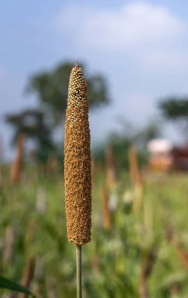Halagere Karnataka Inde Novembre 2013 Gros Plan Une Tige Millet — Photo