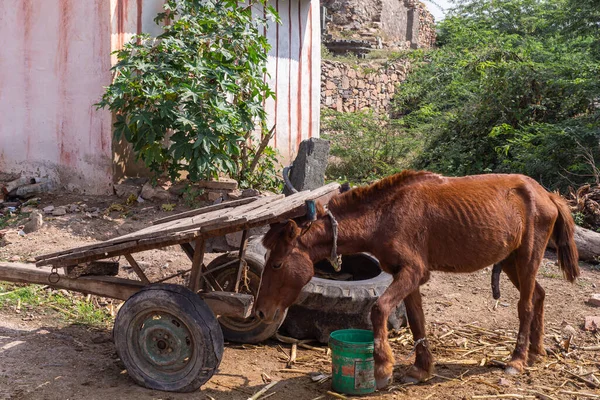 拉孔迪 印度卡纳塔克邦 2013年11月6日 小棕色小马拴在街角的旧推车上 一些绿叶和有饲料的桶 — 图库照片