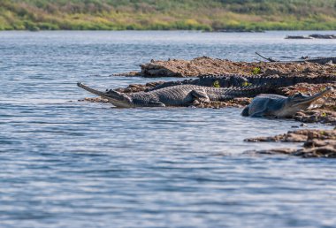 Agra, Uttar Pradesh, Hindistan - 18 Şubat 2011: Chambal Nehri. Gharial timsahları kahverengi çamur adalarından mavi nehre bakıyor. Ufukta yeşil bitki örtüsü.