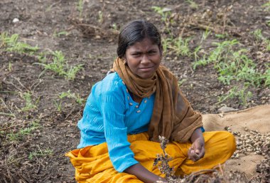 Abbigeri, Karnataka, Hindistan - 6 Kasım 2013: Evli olmayan, kahverengi şallı, siyah saçlı, mavi gömlekli ve güvenli sarı pantolonlu genç kadın fıstık toplayıcısına yakın çekim.