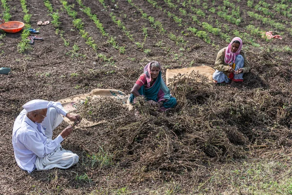 Abbigeri Karnataka Indie Listopadu 2013 Farmář Siddappa Gidigena Bílém Ovládá — Stock fotografie