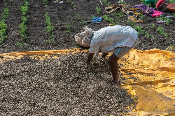 Abbigeri Karnataka India November 2013 Farm Hand Spreads Pile Dark — Stock Photo, Image