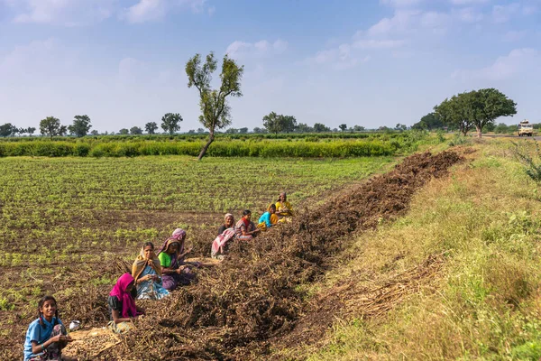Abbigeri Karnataka Hindistan Kasım 2013 Fıstık Tarımı Penut Sırasına Dizilir — Stok fotoğraf
