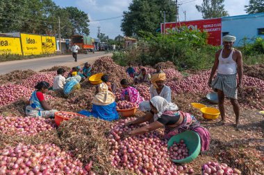Rona, Karnataka, Hindistan - 6 Kasım 2013: Yol boyunca kırmızı soğan sıralayan çoğunlukla erkek tarım işçileri grubu. Erkek yöneticiler. Reklam panosu ve kamyonu olan sokak sahnesi.