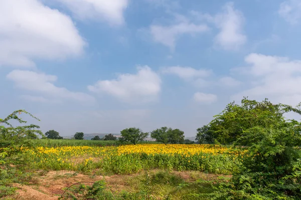 Pattadakai Karnataka India Noviembre 2013 Amplio Paisaje Agrícola Con Girasoles — Foto de Stock