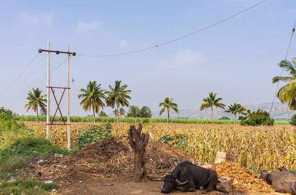 Siddanakolla Karnataka India November 2013 Landscape Field Yellowing Corn Black — Stock Photo, Image