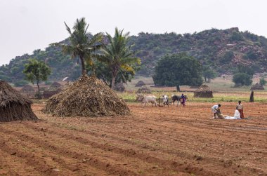 Bagalakote, Karnataka, Hindistan - 7 Kasım 2013: Pattadakal Tapınağı kompleksi, hemen dış duvar. Çocuklar ailelerine tarla sürmede ve tarımda kullanılan kahverengi toprağı temizlemede yardım ediyor. Ormanlık tepe, gümüş gökyüzü ve yem yığınları..
