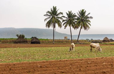 Bagalakote, Karnataka, Hindistan - 7 Kasım 2013: Pattadakal Tapınağı kompleksi, hemen dış duvar. İki beyaz bufalo kahverengi topraklarla tarımsal arazide besleniyor. Palmiyeler, dağlar ve gümüş gökyüzü.