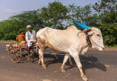 Mulvad, Karnataka, Hindistan - 8 Kasım 2013: Mavi boynuzlu beyaz bufaloların kemerli yolda insanlarla birlikte çift teker çizelgesi çekmesi. Yeşil yapraklar ve kadın giysileri renk katar.