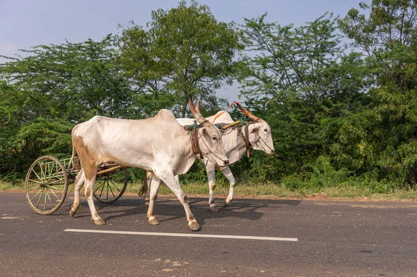 Mulvad Karnataka Indien November 2013 Nahaufnahme Von Rotgehörnten Weißen Büffeln — Stockfoto