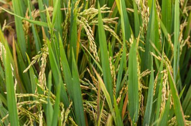 Bullapur, Karnataka, Hindistan - 9 Kasım 2013: Olgun yeşil ve sarı pirinç saplarına yakın çekim.