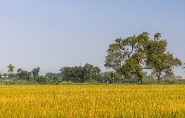 Bullapur, Karnataka, Hindistan - 9 Kasım 2013: Mavi gökyüzünün altında olgun pirinç tarlaları olan sarı manzaraya bakın. İkisi arasında yeşil kuşak var..