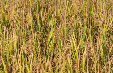 Bullapur, Karnataka, Hindistan - 9 Kasım 2013: Çekirdeklerin zaten sarı olduğu ve çok az yaprağın hala yeşil olduğu pirincin koparılmasına yakın.