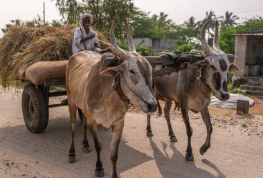 Ballapur, Karnataka, Hindistan - 9 Kasım 2013: Öküz arabasındaki kıdemli çiftçi kırsal yolda pirinç pipetini boşalttı. Arka tarafta yeşil yapraklar var..