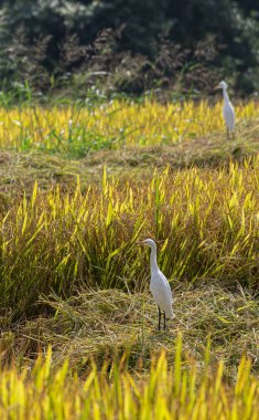 Hunumanahalli, Karnataka, Hindistan - 9 Kasım 2013: Olgun pirinç tarlasının ortasında dikilen beyaz balıkçıl kuşunun yakın çekimi.