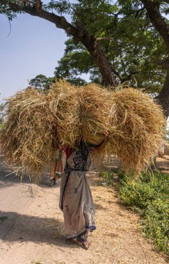 Hunumanahalli, Karnataka, Hindistan - 9 Kasım 2013: Başında kendi vücut kütlesinin yaklaşık 4 katı büyüklüğünde pirinç kamışı taşıyan bir kadının yakın çekimi..