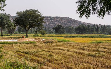 Hunumanahalli, Karnataka, Hindistan - 9 Kasım 2013: Pirinç tarlaları ekilmiş ve biçilmemiş tarlalar ve üzerinde oturarak tahıl yığınını koruyan yalnız bir adam. Yeşil yapraklar ve kayalık tepeler.