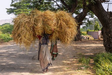 Hunumanahalli, Karnataka, Hindistan - 9 Kasım 2013: Her iki kadın kendi gövde kütlesinin 4 katı büyüklüğünde pirinç kamışını yeşil yapraklarla birlikte başlarının üzerinde taşır..