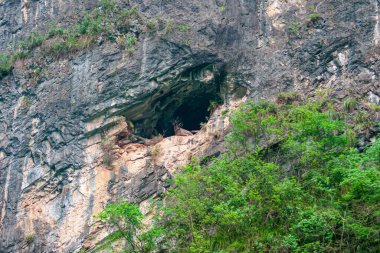 Wushan, Çin - 7 Mayıs 2010: Daning Nehri üzerindeki Dawu veya Misty Gorge. Kayalık duvarın tepesindeki kara delik mağarasına asılmış Kadim insanlarının tabutuna yakın çekim. Altında yeşil yapraklar var..