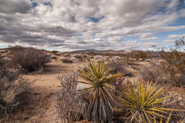 Joshua Tree Ulusal Parkı, CA, ABD - 30 Aralık 2012: Önünde genç yeşil kaktüslerle kuru kahverengi manzaranın üzerindeki koyu-beyaz yoğun bulutlar.