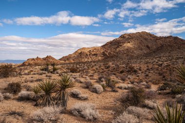 Joshua Tree Ulusal Parkı, CA, ABD - 30 Aralık 2012: Güneş ışığı, mavi bulutların altında kaktüsüyle kuru arazide kahverengi kayalık dağa düşer.