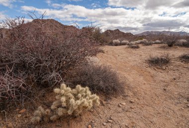 Joshua Tree Ulusal Parkı, CA, ABD - 30 Aralık 2012: Cholla Kaktüsü, kuru bitki örtüsü ile bronz toprak üzerinde, kahverengi dağlar mavi bulutların altında,