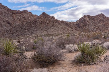Joshua Tree Ulusal Parkı, CA, ABD - 30 Aralık 2012: Kahverengi kayalık dağ sıraları ıssız kuru arazi ve mavi bulutlar altında kaktüsler.