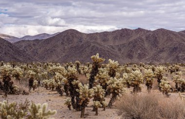Joshua Tree Ulusal Parkı, CA, ABD - 30 Aralık 2012: Cholla Kaktüsü, yağmur bulutları altında kahverengi taş dağ sırasının önünde.