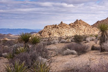 Joshua Tree Ulusal Parkı, CA, ABD - 30 Aralık 2012: Kaktüs ve genç ağaçların altında gri bulutlar altında ve ufukta dağlarla ıssız arazide zirveleri olan açık kahverengi kayalık tepe.