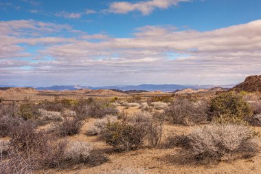 Joshua Tree Ulusal Parkı, CA, ABD - 30 Aralık 2012: Kaktüs bitkisi ve ufukta mavi bulutlar altında dağlarla aydınlatılmış güneş ışığıyla aydınlanan bej bej arazi.