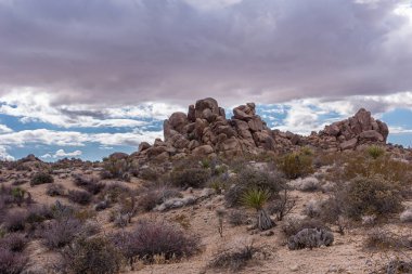 Joshua Tree Ulusal Parkı, CA, ABD - 30 Aralık 2012: Yağmurlu gökyüzü altında kaktüsü olan kuru ıssız arazinin ortasında kahverengi kaya yığınları.