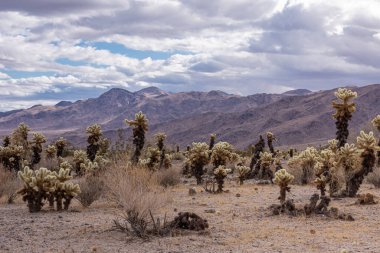 Joshua Tree Ulusal Parkı, CA, ABD - 30 Aralık 2012: Dağılmış Cholla kaktüsü ufukta kahverengi dağ sırası ile mavi lekeli kalın gri bulutların altında.