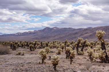 Joshua Tree Ulusal Parkı, CA, ABD - 30 Aralık 2012: Önünde bol miktarda Cholla kaktüsü ve ufukta kahverengi dağ sıraları var..