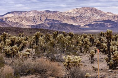 Joshua Tree Ulusal Parkı, CA, ABD - 30 Aralık 2012: Kalın bulutlar altında siyah ve kahverengi dağ sırasının önündeki Cholla kaktüsü grubu.