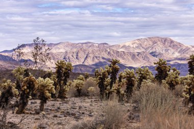 Joshua Tree Ulusal Parkı, CA, ABD - 30 Aralık 2012: Kalın bulutlar altında siyah ve kahverengi dağ sırasının önündeki Cholla kaktüsü grubu.