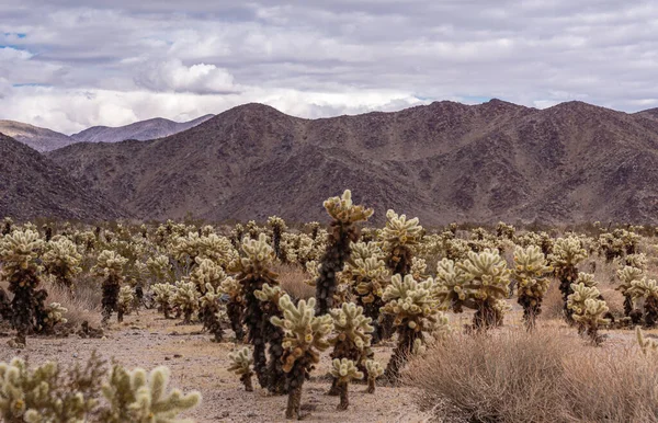 Joshua Tree Ulusal Parkı, CA, ABD - 30 Aralık 2012: Cholla Kaktüsü, yağmur bulutları altında kahverengi taş dağ sırasının önünde.
