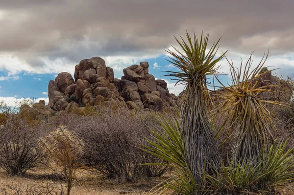 Joshua Tree National Park Usa December 2012 Front Green Topped — Stock Photo, Image